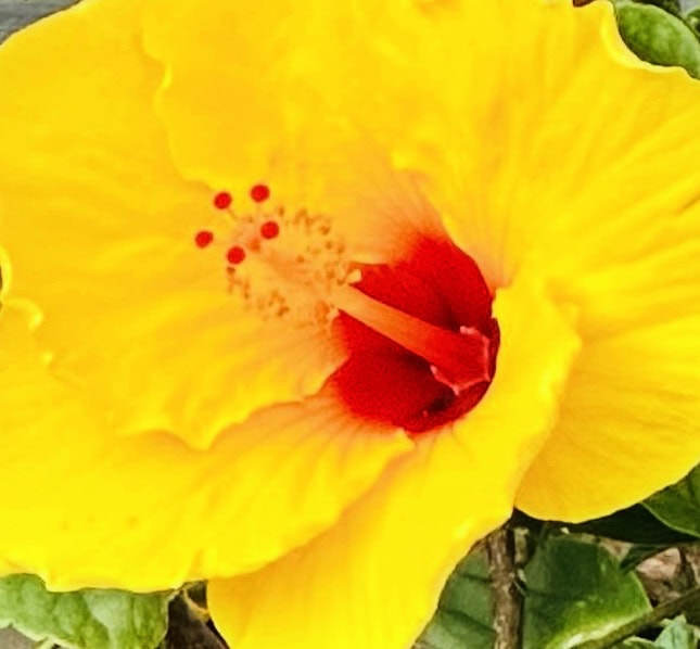 Beautiful Yellow Flower