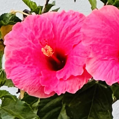 Brilliant Pink Flower